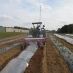 Fig. 1 Low tunnel was installed with a mechanical transplanter low tunnel layer.