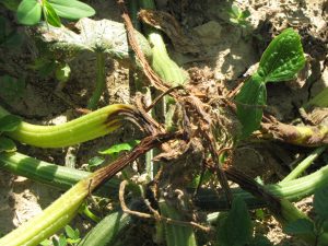 Figure 2: Phytophthora blight has caused a brown lesion on the squash stem.