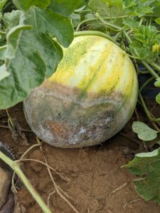 Figure 4: Phytophthora blight symptoms on this watermelon, a water-soaked rot and white mold, occur on the bottom of the fruit.