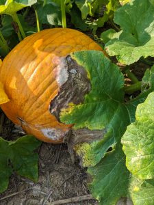 Figure 1: Phytophthora blight symptoms can be observed on the pumpkin fruit as a white mold and on the appressed leaf as a brown, necrotic area.