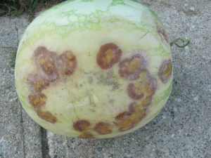Figure 1. Phytophthora blight has caused the round bruised-like areas on the watermelon.