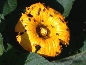 Figure 3. Western corn rootworm on a pumpkin flower.