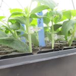 Grafted cucumber plants