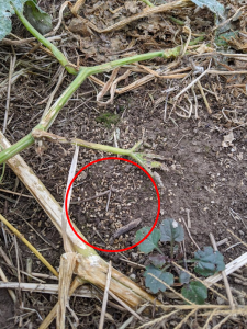 Figure 1. Barnyard grass seeds shatter and fall to the ground in a harvested Indiana pumpkin field