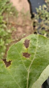 A close-up of a lesion of anthracnose on a watermelon leaf. Note the sharp, angular shape of the lesion. 