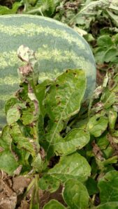Anthracnose lesions on mature watermelon leaves tend to be angular and jagged.