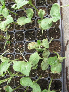 Anthracnose lesions on several watermelon transplants. Lesions are primarily on cotyledons (seed leaves).