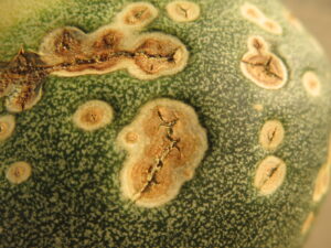 Advanced lesions of anthracnose on muskmelon fruit. Note cracked appearance.