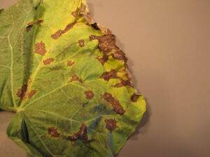 Lesions of anthracnose on bottle gourd. Note the jagged appearance of lesions.