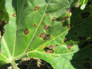 Anthracnose of bottle gourd. Note jagged margins of lesions, shot-hole appearance of one lesion and slight chlorosis of lesions. 