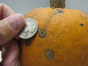 Anthracnose lesion on pumpkin in comparison to a quarter.