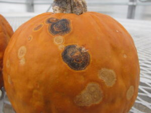Lesions of anthracnose on pumpkin fruit often consist of round, dark rings on the fruit surface. Lesions on pumpkin leaves are not common. 