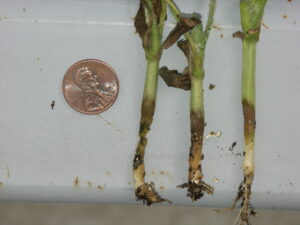 Anthracnose of watermelon occasionally cause lesions on the hypocotyl, between the cotyledon and the soil. 