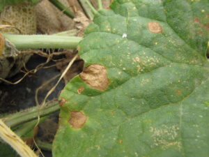 Close-up of anthracnose lesions on muskmelon leaves.