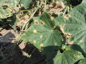 Anthracnose lesions on cucumber leaves. Note that some lesions have a shot-hole appearance.