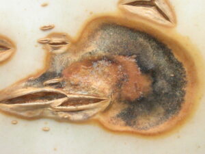 Close-up of black rot lesion on pumpkin. Note dark fruiting bodies in lesion. 