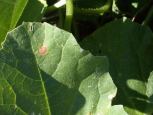 A close-up of an individual lesion of Alternaria leaf blight. Note rings. 