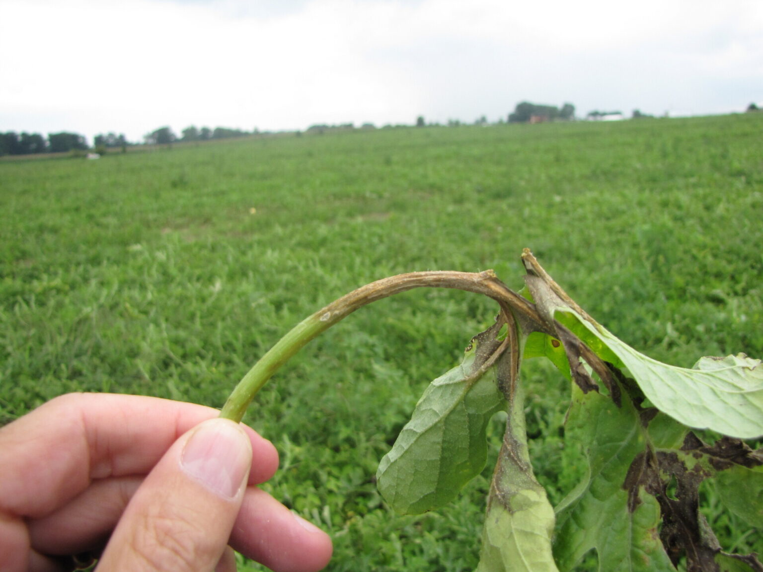 Gummy stem blight of Watermelon | Purdue University Vegetable Crops Hotline