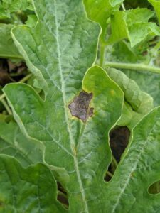Gummy stem blight lesions on watermelon leaves sometimes have a ring-like structure.