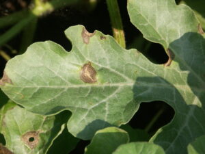 Close up of gummy stem blight lesions on a watermelon leaf, one lesion with a shot-hole. 