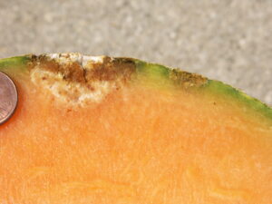 Cross section of cantaloupe with black rot. 