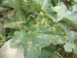 Image of a leaf with necrotic lesions of Alternaria leaf blight just beginning to coalesce. 