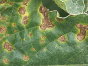 Close-up of a leaf with Alternaria leaf blight. 