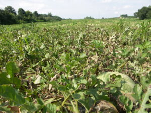 A field of watermelon with a severe outbreak of gummy stem blight manifested by defoliation and numerous lesions. 