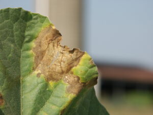 Gummy stem blight lesion on cantaloupe leaf. Note dark pyc