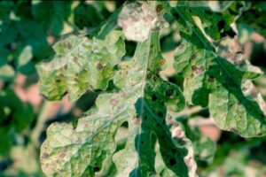 Alternaria leaf blight of watermelon photo showing lesion structures.