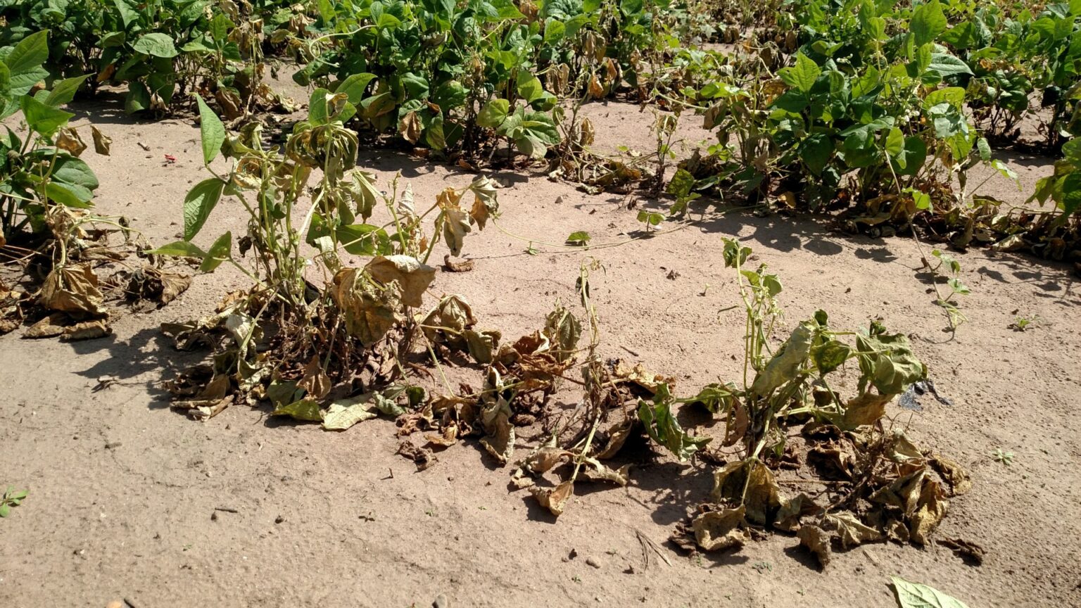 Root Rot of Snap Bean | Purdue University Vegetable Crops Hotline