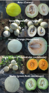 Specialty melon types 