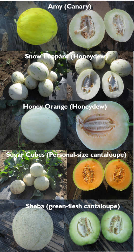 Specialty Melon Evaluation in Southern Indiana Purdue University