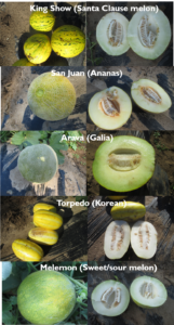 Specialty melon types 
