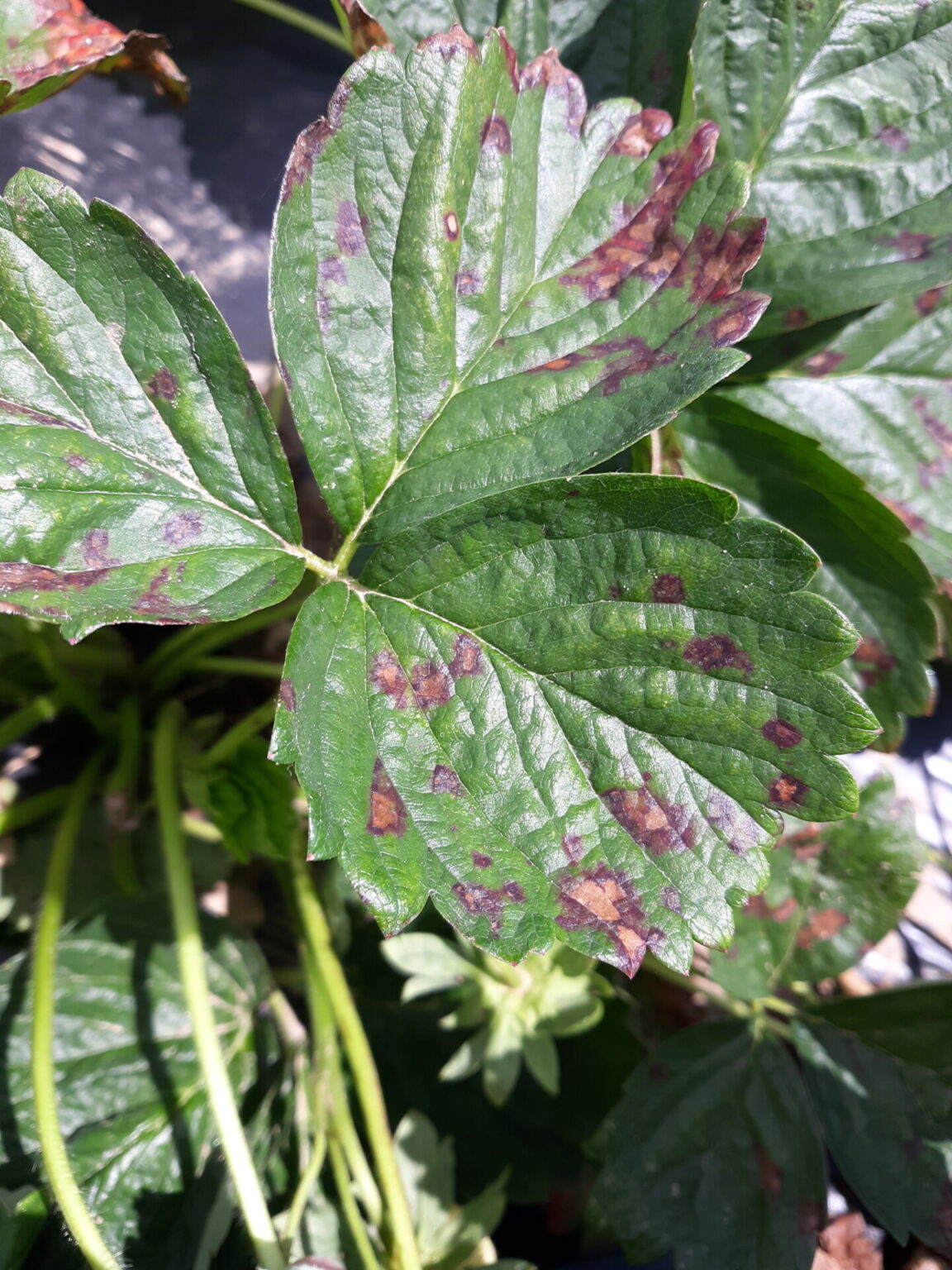 New Strawberry Disease Purdue University Vegetable Crops Hotline