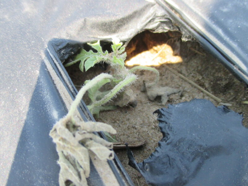 Why do Watermelon and Melon Plants Wilt? Purdue University Vegetable