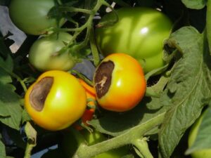 Figure 1. Blossom end rot of tomato. Tomatoes with this disorder ripen early.