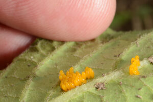 Close-up of CPB egg masses on underside of potato leaf.