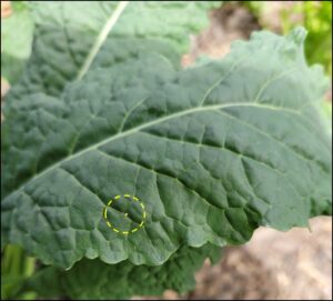 Figure 1. An egg of the imported cabbageworm laid on kale.