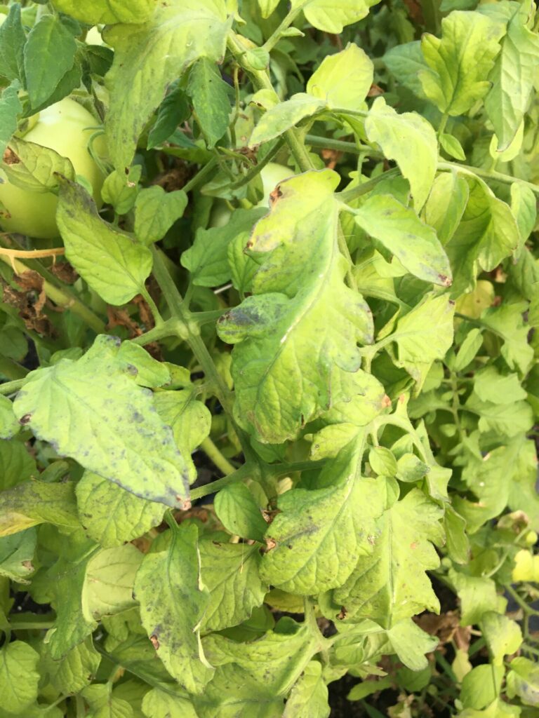 Plants Recovering from Waterlogging Damage Purdue University