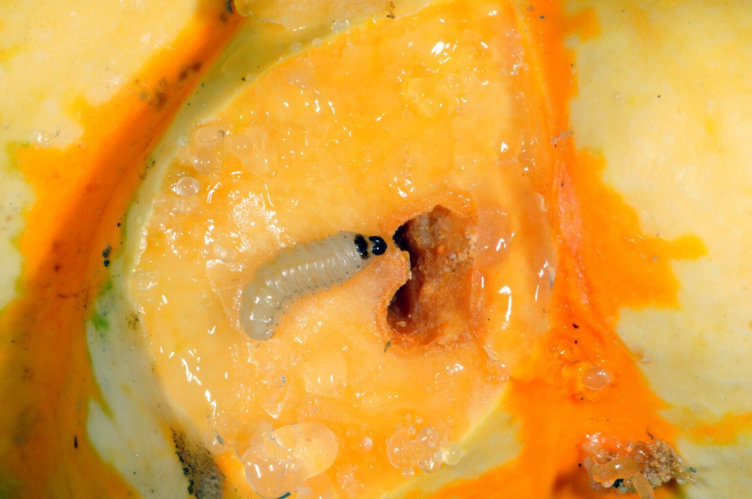 Squash Vine Borer Life Cycle