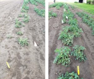Figure 2. Tomato plants 5 days after exposure to a 1/10X (left) compared a non-treated plot (right) (Photos by J. Arana).