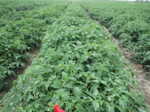 Figure 3b. Tomatoes 1 month after exposure to a 1/10 X rate (10% of the full rate) of dicamba (Photo by SC Weller).
