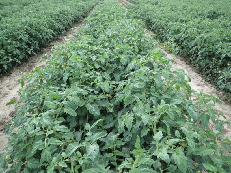 Herbicide Drift on Tomatoes Purdue University Vegetable Crops Hotline