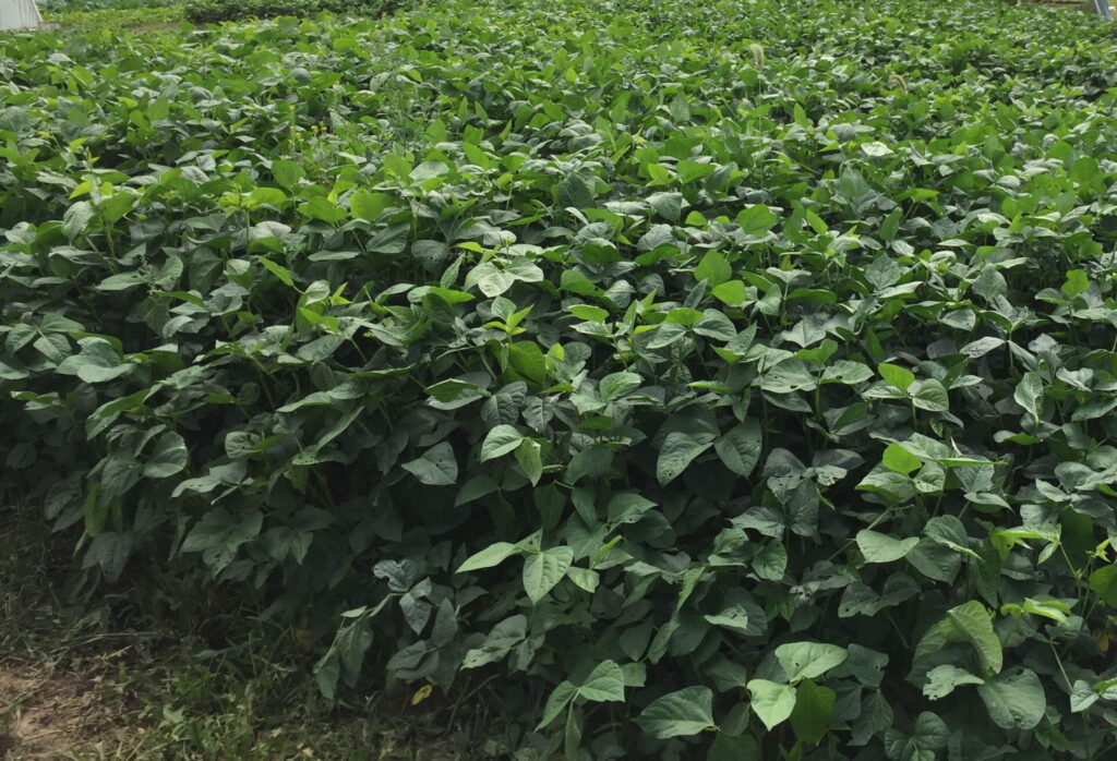 Figure 5. Cowpea summer cover crop at Full Hand Farm. Next season this area will be used for tomatoes and the tunnel will be pulled over it before tomatoes are planted (Photo by Liz Maynard).
