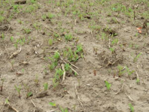 Figure 1. A cover crop of sorghum-sudangrass emerging in late June. 