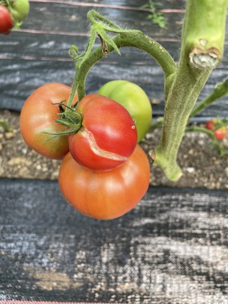 Cracking Tomatoes | Purdue University Vegetable Crops Hotline