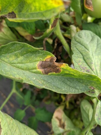 foliar blight