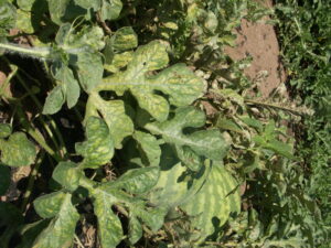 Figure 2: Spider mite damage often causes interveinal chlorosis on older leaves and may be mistaken for a nutritional problem. 