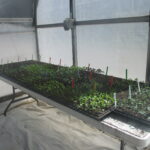 Cool-season vegetable transplants are growing in the corner of a high tunnel.